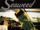 SEAWEED SPANAWAY HOLLYWOOD