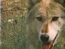 Darryl Way's Wolf - Canis Lupus FOC DERAM PROGRESSIVE