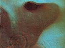 PINK FLOYD Meddle 1971 GERMANY lp