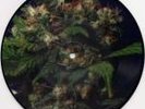 Phobia / Corrupted - Rare split PD 7