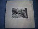 sunn white box 60/500 melvins electric wizard boris om