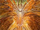 Lp Cynic - Focus (Megarar)