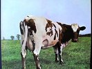 PINK FLOYD Atom Heart Mother 1st US pressing psych MINT