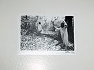 Sunn O))) White Box Set OOP RARE