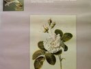 BACH: 6 SUITES, UNACCOMPANIED CELLO-1, JEAN-MAX CLEMENT