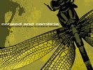COHEED AND CAMBRIA SSTB SEALED 1/1000 1ST US PRESS OOP