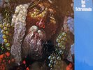 LP / KURT SOWINETZ BEI DIE SCHRAMMELN / AUSTRIA / RARITÄT /