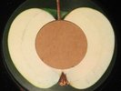 BEATLES  APPLE MISTAKE PRESSING, BLANK LABEL, ELEANOR RIGBY, 1970's U.S.A. 45