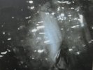 Yeah Yeah Yeahs - Is Is / Double 7