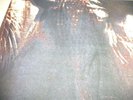 PARADISE LOST      -      GOTHIC