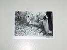Sunn O))) – White  4 x LP Box Set 500 hand #ed Copies Only