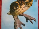 Brainchild:Healing of the lunatic owl ORIGINAL UK A&M, EX++/MINT- 