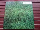 LIVING MUSIC- To Allen Ginsberg LP Rare Orig Italian '73 POKORA PROMO + Booklet