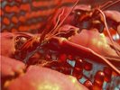 CRANIUM PIE - MECHANISMS (PART 1) RED VINYL LTD EDT