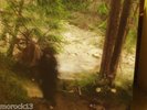 WOLVES IN THE THRONE ROOM Black Cascade 2LP BRAND NEW Limited Edition 180g VINYL
