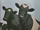 MINT RARE Pink Floyd ATOM HEART...