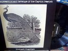 Michael Chapman   The Resurrection And Revenge Of The Clayton Peacock LP ltd 500
