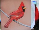 ALEXISONFIRE OLD CROWS YOUNG CARDINALS 2X  RED & WHITE VINYL LP CITY AND COLOUR