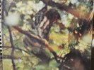 RARO CLAUDIO ROCCHI ESSENZA ORIGINALE PRIMA EDIZIONE 1973 ARISTON LP VINILE