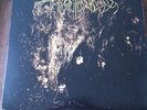 WOLVES IN THE THRONE ROOM - TWO HUNTERS (DOUBLE LP / CLEAR VINYL)
