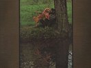 Bobby Charles LP Bearsville Levon Helm Rick Danko Garth Hudson near mint vinyl
