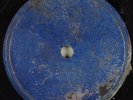 Hear Rare Texas Blues 78 SWEET REED No One To Love Me BEE HIVE Houston TX