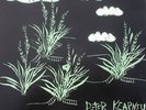 Very rare Australian Xian psych-folk: Peter Kearney