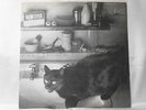NEW EYES  -  Black Cats Eyes 