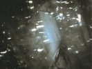 Yeah Yeah Yeahs: Is Is  RARE UNPLAYED DOUBLE SINGLE 2x7
