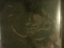 ROT IN HELL / WAYFARER split release show clevo holy terror integ sxe hc
