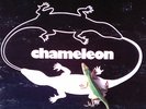 CHAMELEON  private Rock AOR LP 1981 + Poster Minneapolis, Charlie Adams
