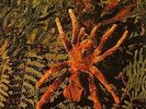 THE WEB THERAPHOSA BLONDI LP VAN DER GRAAF GENERATOR similar ’68 PSYCH PROG MINT