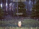 Brand New - Daisy 180g LP OOP devil god deja weapon