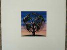 LP:Talk Talk,Laughing Stock()[NM] (Polydor)