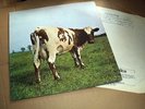 PINK FLOYD Atom heart mother LP UK Press HARVEST label 70 Prog Stupendo