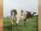 PINK FLOYD Atom Heart Mother LP NM/NM UK 1970 Harvest SHVL 781 Gatefold