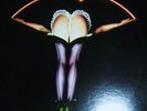 MINT VINYL 1974 ORIG   NUTZ #1   HARD HEAVY GUITAR ROCK BLUES PROG BUDGIE +