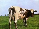 Pink Floyd - Atom Heart Mother (1970) HARVEST SHVL 781
