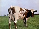 PINK FLOYD - Atom Heart Mother - Very rare 1970 UK FIRST PRESSING vinyl LP