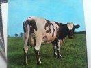 Pink Floyd vinyl LP 