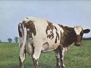 PINK FLOYD ATOM HEART MOTHER HARVEST 1ST PRESS nice cond 1970