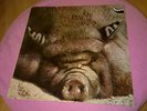 Kin Ping Meh No. 2 / Zebra-Schallplatte