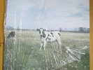 PINK FLOYD (SCREAMING ABDABS) DARK SIDE OF THE MOO Rare Unreleased Studio Tracks