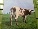 Vinyl Record LP - Pink Floyd Atom Heart Mother - Rare, Low Price, More Listed