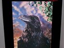 The Stranglers ?– The Raven LP EX/NM (Australian Rare Vinyl Record) 3D Cover