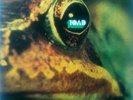 TOAD - TOAD (VERY RARE ORIG. SWISS 1st PRESSING HALLELUJAH)