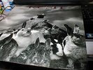 RUSH PRESTO 1990 NEAR MINT LP ARCHIVE CONDITION