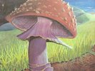 Mushroom Freedom You're A Woman Original LP