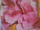 STILL LIFE - SAME  Orig Hard Prog  LP