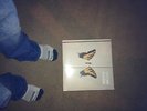 Paramore Brand New Eyes12